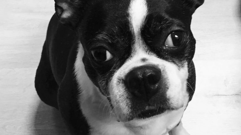 Ayla the Boston Terrier