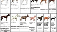 Bully Breeds