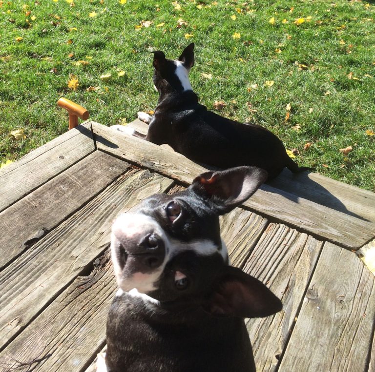 Ayla in front, back of Jazzy