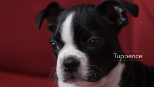 tuppy the Boston Terrier