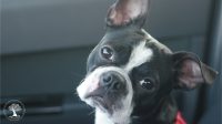 Jazzy - the boston terrier