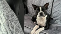 Tuppence the boston terrier at 5